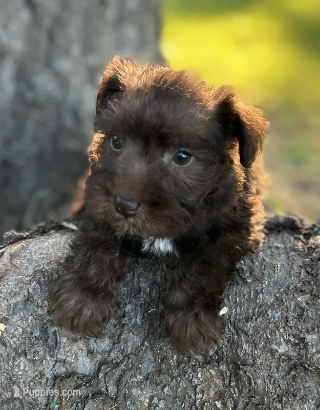 Ms LG(Liver Girl) – Miniature Schnauzer puppy for sale in Spartanburg, SC