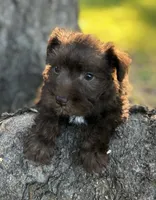 Ms LG(Liver Girl), a female Miniature Schnauzer for sale in Spartanburg, SC – 1 of 3