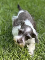 Mr Sweety (Liver Parti), a male Miniature Schnauzer for sale in Spartanburg, SC – 7 of 7