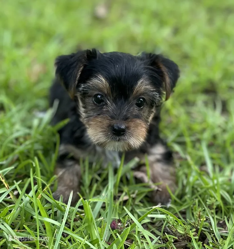 Ms Pie-Pie (Teacup) – Yorkshire Terrier puppy for sale in Spartanburg, SC
