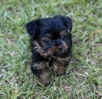 Mr Loki (Teacup size), a male Yorkshire Terrier for sale in Spartanburg, SC – 4 of 4