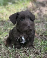 Ms Liver(Toy size Liver), a female Miniature Schnauzer for sale in Spartanburg, SC – 1 of 3