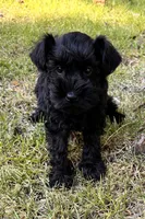 Mr Black (Toy size), a male Miniature Schnauzer for sale in Spartanburg, SC – 3 of 3