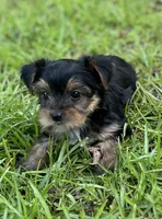 Ms Pie-Pie (Teacup), a female Yorkshire Terrier for sale in Spartanburg, SC – 2 of 3