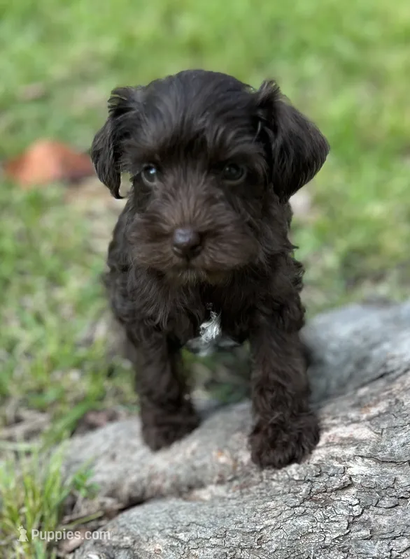 Mr Liver (Toy size) – Miniature Schnauzer puppy for sale in Spartanburg, SC