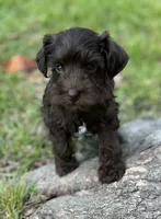 Mr Liver (Toy size), a male Miniature Schnauzer for sale in Spartanburg, SC – 1 of 3