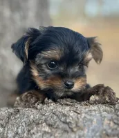 Mr Pee Wee the Herman, a male Yorkshire Terrier for sale in Spartanburg, SC – Photo 1 of 4