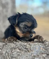 Mr Pee Wee the Herman, a male Yorkshire Terrier for sale in Spartanburg, SC – Photo 3 of 4