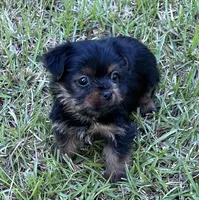 Mr Loki (Teacup size), a male Yorkshire Terrier for sale in Spartanburg, SC – 2 of 4