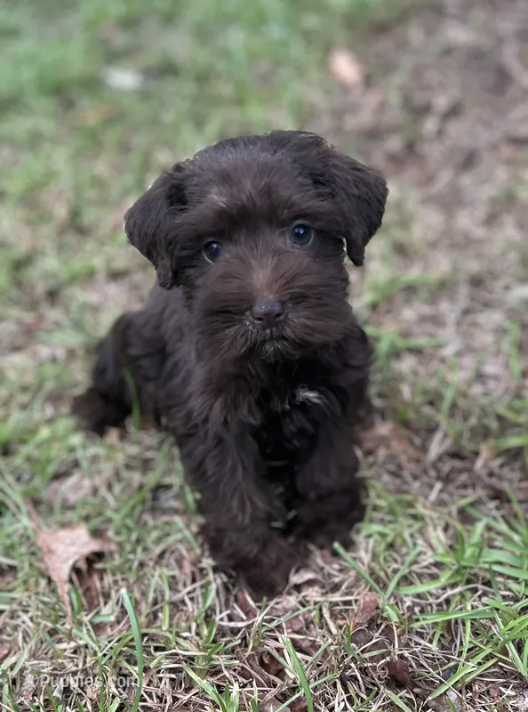 Ms Cinnamon(Toy size Liver) – Miniature Schnauzer puppy for sale in Spartanburg, SC