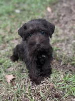 Ms Cinnamon(Toy size Liver), a female Miniature Schnauzer for sale in Spartanburg, SC – 1 of 3