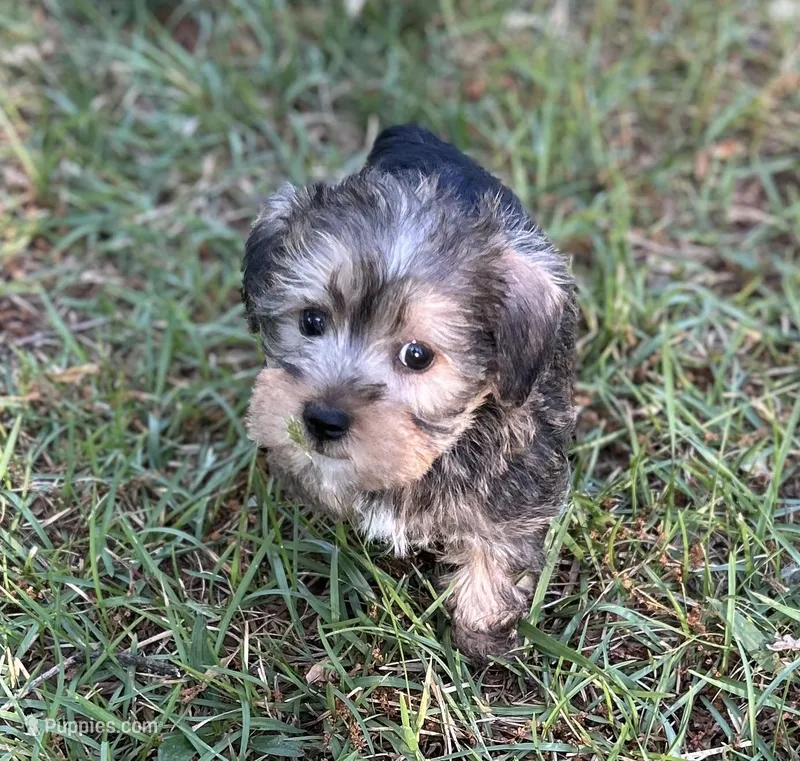Mr Golden Snorkie(Toy size Snorkie) – Miniature Schnauzer, Yorkshire Terrier puppy for sale in Spartanburg, SC