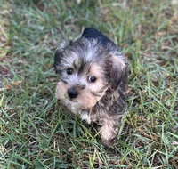 Mr Golden Snorkie(Toy size Snorkie), a male Miniature Schnauzer and Yorkshire Terrier for sale in Spartanburg, SC – Photo 1 of 3