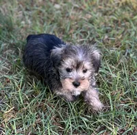Mr Golden Snorkie(Toy size Snorkie), a male Miniature Schnauzer and Yorkshire Terrier for sale in Spartanburg, SC – Photo 3 of 3