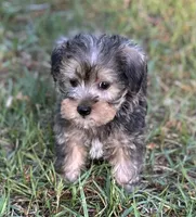 Mr Golden Snorkie(Toy size Snorkie), a male Miniature Schnauzer and Yorkshire Terrier for sale in Spartanburg, SC – Photo 2 of 3