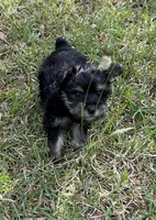 Mr Hansel (Toy Snorkie), a male Miniature Schnauzer and Yorkshire Terrier for sale in Spartanburg, SC – Photo 4 of 5