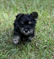 Mr Hansel (Toy Snorkie), a male Miniature Schnauzer and Yorkshire Terrier for sale in Spartanburg, SC – Photo 1 of 5