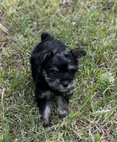 Mr Hansel (Toy Snorkie), a male Miniature Schnauzer and Yorkshire Terrier for sale in Spartanburg, SC – Photo 5 of 5