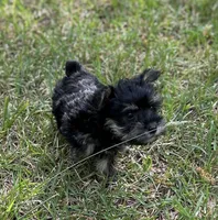 Mr Hansel (Toy Snorkie), a male Miniature Schnauzer and Yorkshire Terrier for sale in Spartanburg, SC – Photo 2 of 5