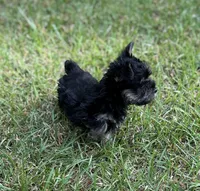 Mr Hansel (Toy Snorkie), a male Miniature Schnauzer and Yorkshire Terrier for sale in Spartanburg, SC – Photo 3 of 5