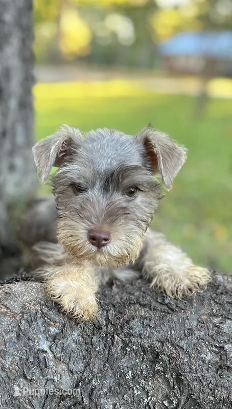 Mr Fireball (Snorkie) – Miniature Schnauzer, Yorkshire Terrier puppy for sale in Spartanburg, SC