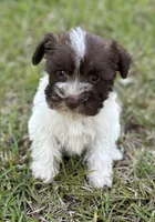 Ms LP(Liver Parti), a female Miniature Schnauzer for sale in Spartanburg, SC – 3 of 3