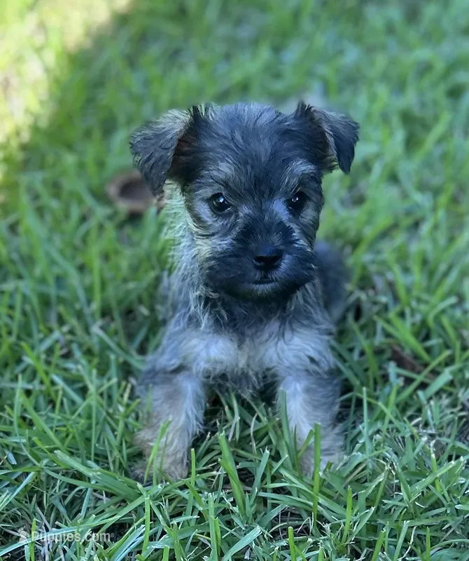 Ms Dolly – Miniature Schnauzer, Yorkshire Terrier puppy for sale in Spartanburg, SC