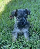 Ms Dolly, a female Miniature Schnauzer and Yorkshire Terrier for sale in Spartanburg, SC – 1 of 4
