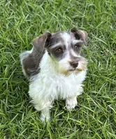 Mr Sweety (Liver Parti), a male Miniature Schnauzer for sale in Spartanburg, SC – 3 of 7