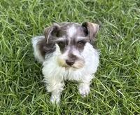Mr Sweety (Liver Parti), a male Miniature Schnauzer for sale in Spartanburg, SC – 5 of 7