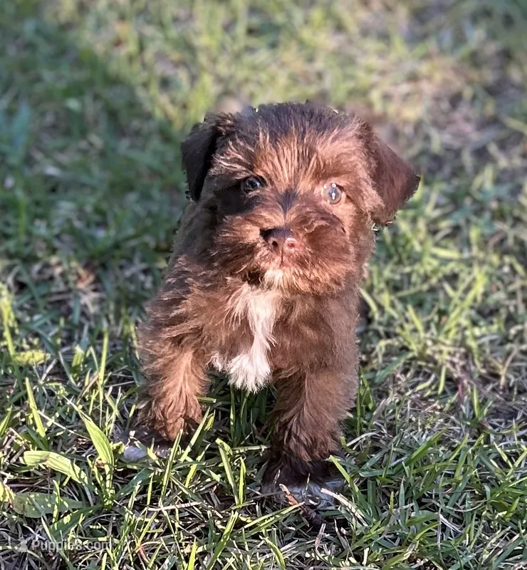 Mr LB(Liver Boy) – Miniature Schnauzer puppy for sale in Spartanburg, SC