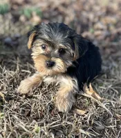 Mr BB, a male Yorkshire Terrier for sale in Spartanburg, SC – Photo 2 of 3