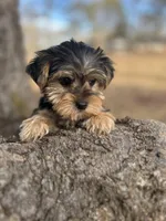 Mr BB, a male Yorkshire Terrier for sale in Spartanburg, SC – Photo 1 of 3