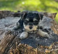 Ms Molly, a female Miniature Schnauzer and Yorkshire Terrier for sale in Spartanburg, SC – 2 of 5