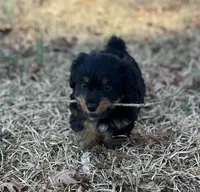 Mr Rocky(Dorkie), a male Yorkshire Terrier and Miniature Dachshund for sale in Spartanburg, SC – Photo 3 of 5