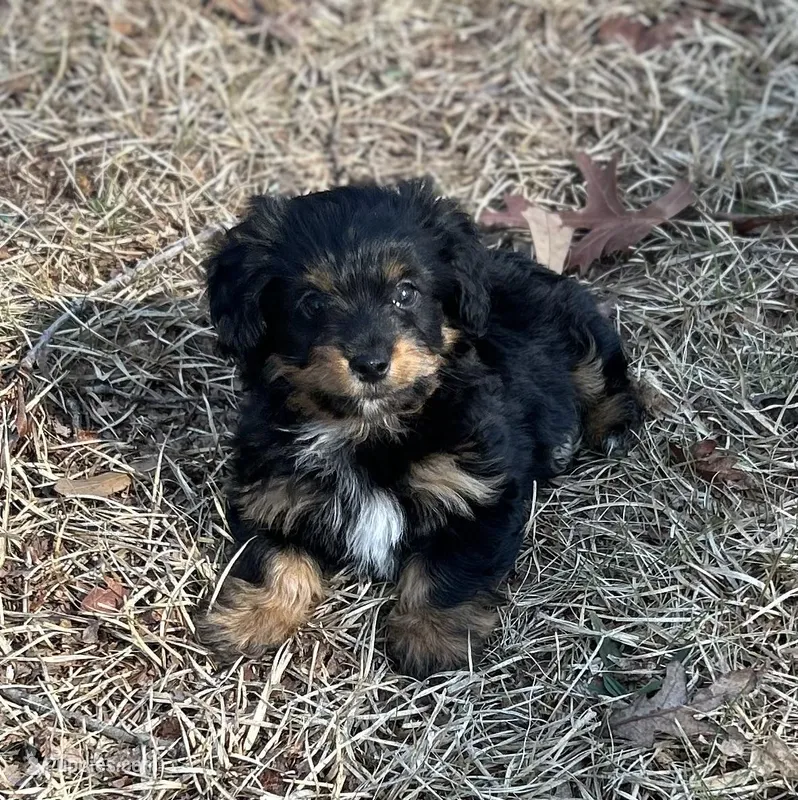 Mr Rocky(Dorkie) – Yorkshire Terrier, Miniature Dachshund puppy for sale in Spartanburg, SC