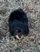 Mr Rocky(Dorkie), a male Yorkshire Terrier and Miniature Dachshund for sale in Spartanburg, SC – Photo 2 of 5