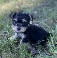 Ms Molly, a female Miniature Schnauzer and Yorkshire Terrier for sale in Spartanburg, SC – 4 of 5