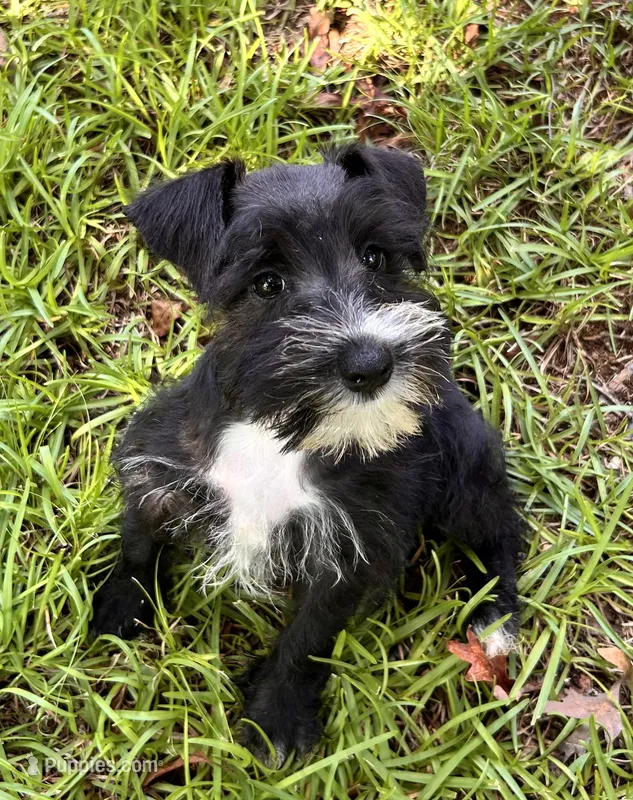 Mr Gorgeous (Toy size) – Miniature Schnauzer puppy for sale in Spartanburg, SC