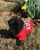 Mr Wiggles (Toy-sized), a male Miniature Schnauzer for sale in Spartanburg, SC – Photo 5 of 7
