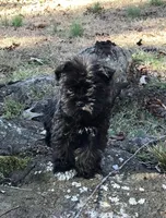 Mr Wiggles (Toy-sized), a male Miniature Schnauzer for sale in Spartanburg, SC – Photo 6 of 7
