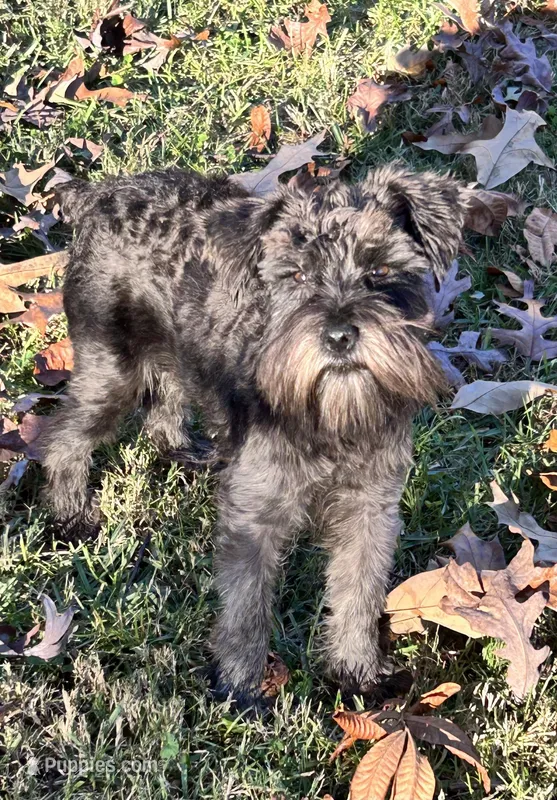 Mr Wiggles (Toy-sized), a male Miniature Schnauzer for sale in Spartanburg, SC – Photo 1 of 7