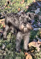 Mr Wiggles (Toy-sized), a male Miniature Schnauzer for sale in Spartanburg, SC – Photo 1 of 7