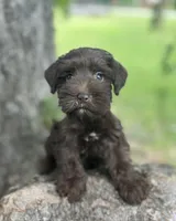 Ms Cinnamon(Toy size Liver), a female Miniature Schnauzer for sale in Spartanburg, SC – 2 of 3