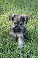 Ms Dolly, a female Miniature Schnauzer and Yorkshire Terrier for sale in Spartanburg, SC – 3 of 4