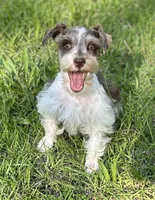 Mr Sweety (Liver Parti), a male Miniature Schnauzer for sale in Spartanburg, SC – 2 of 7