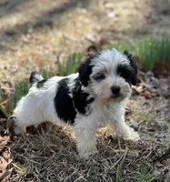 Mr Petey, a male Miniature Schnauzer for sale in Spartanburg, SC – Photo 1 of 3
