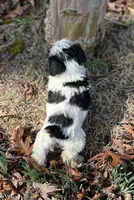 Mr Petey, a male Miniature Schnauzer for sale in Spartanburg, SC – Photo 2 of 3