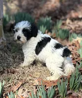 Mr Petey, a male Miniature Schnauzer for sale in Spartanburg, SC – Photo 3 of 3