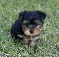 Ms Ruby (Teacup size), a female Yorkshire Terrier for sale in Spartanburg, SC – 4 of 4
